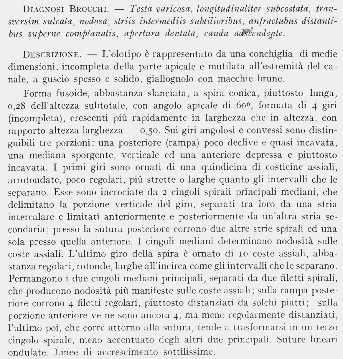 Cymatium distortum